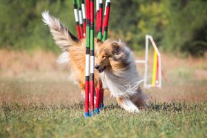 Erziehung Langhaarcollie Agility Hundesport