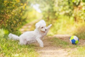 Pudelwelpe, spielen, Ball, Pudel