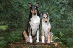 Kurzhaar Smooth Collie Tricolore Blue Merle Welpe klein