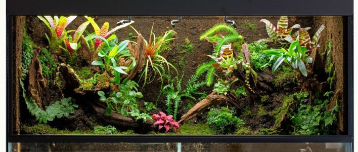 tropisches, großes terrarium