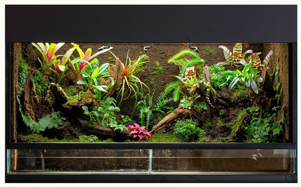 tropisches, großes terrarium