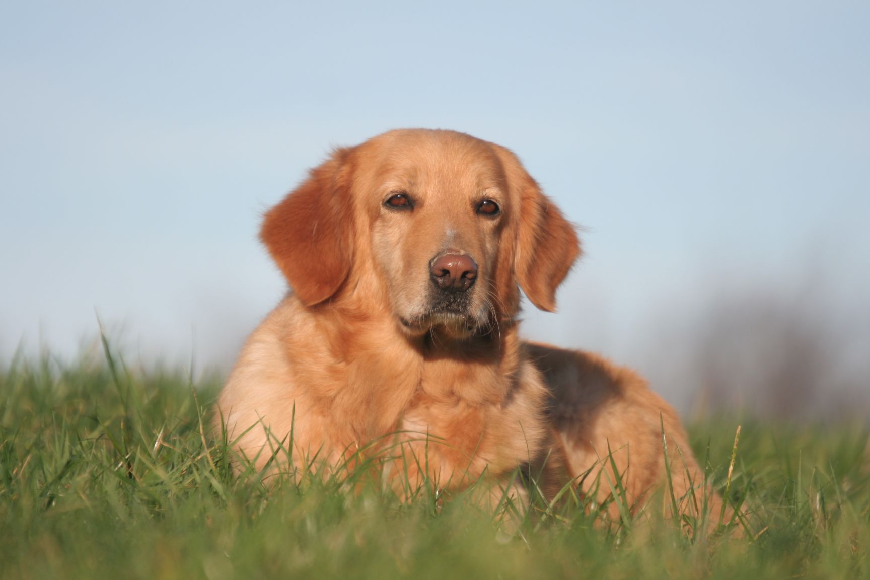 forvridning festspil uformel Hovawart: Der loyale und charakterstarke Wachhund - Das-Tierlexikon.de