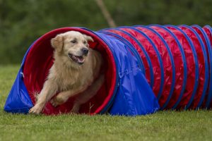 Golden Retriever Gesundheit