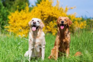 Labrador Retriever Mischling Kurzhaar 