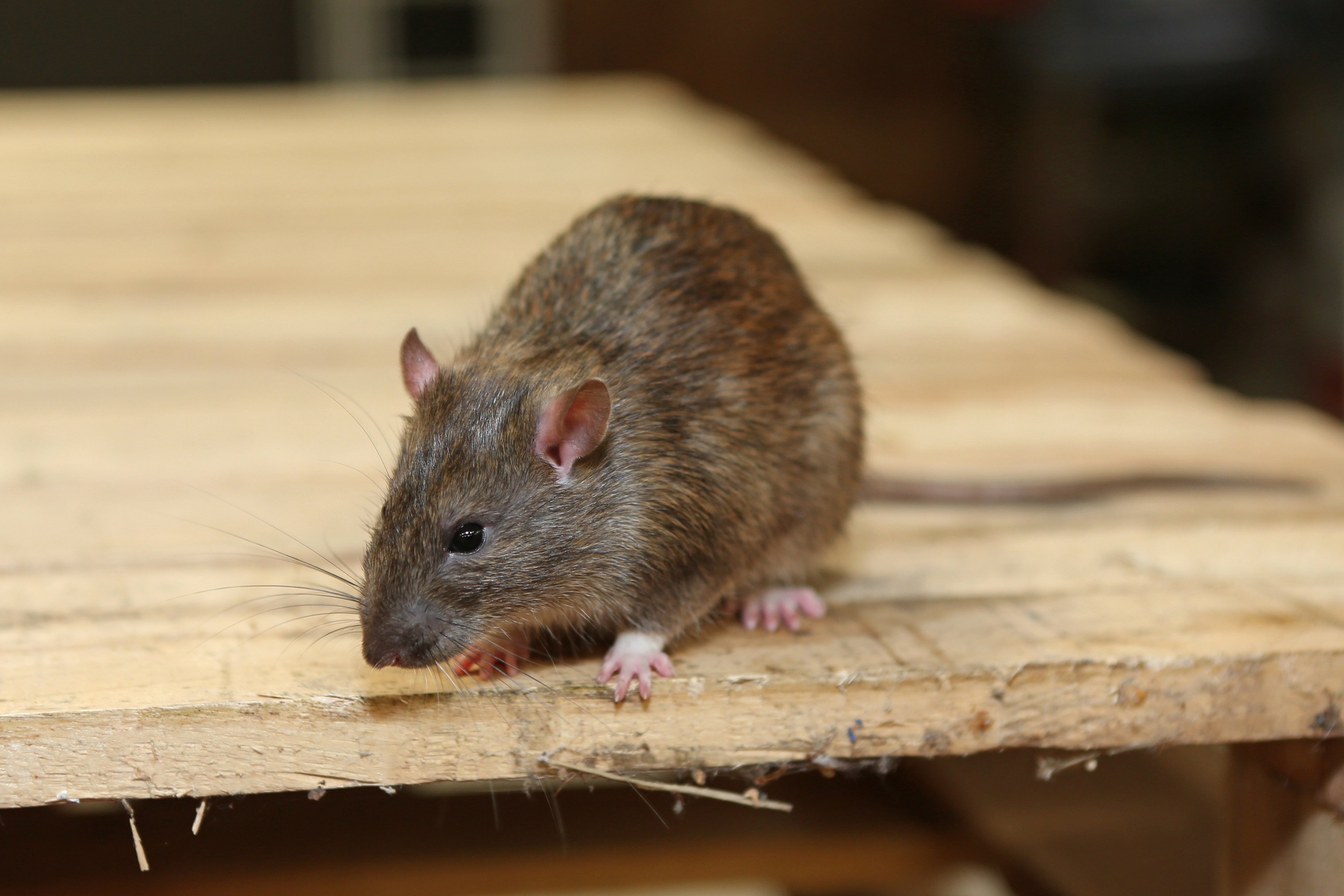 Ratten Im Garten Mit Diesen Mitteln Werden Sie Die Schadlinge Los