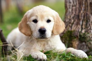 Golden Retriever Welpe klein Farbe