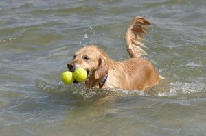 Golden Retriever Ratgeber