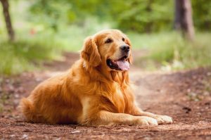 Rasse Golden Retriever Hunde Züchter