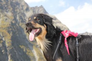 Hund Hovawart Schwarz