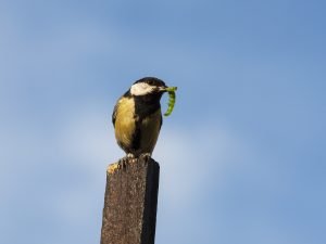 singvogel garten asseln