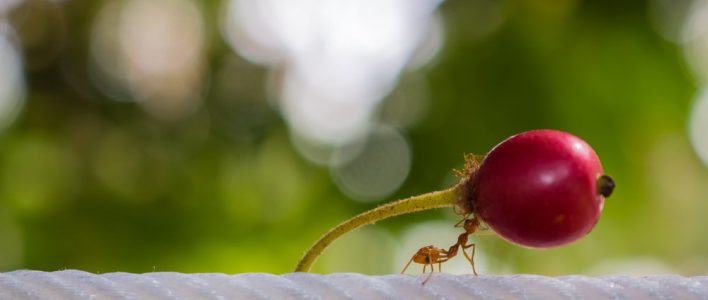 ameise traegt frucht ueber seil