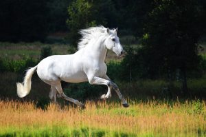 Andalusierpferd Schimmel