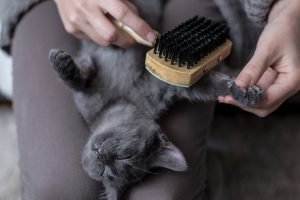 Angora katze langhaarkatzen