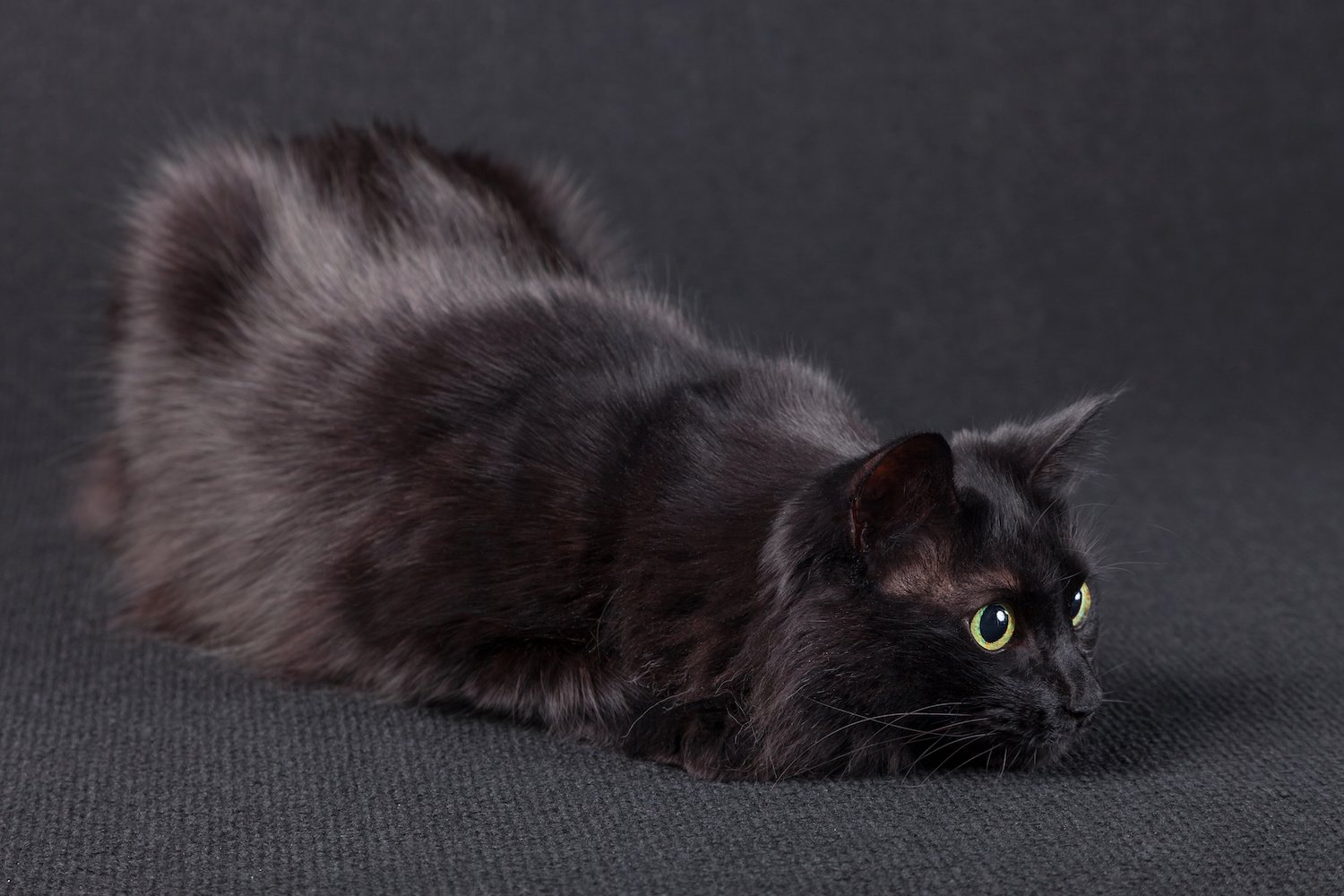 Angorakatze Alles über die fast vergessene türkische Hauskatze