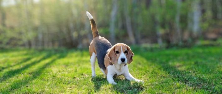 Beagle