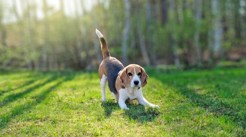 Beagle