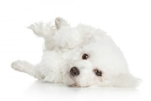 weißer bichon frise im fotostudio