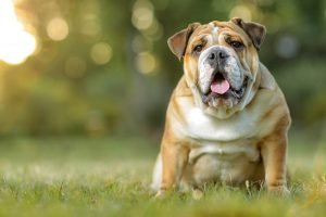 bulldogge sitzt auf wiese