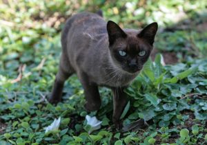 burma katze erkundet den garten