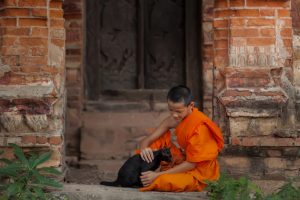 burma katze mit thailändischem mönch