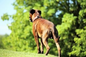 deutscher boxer welpe auf wiese