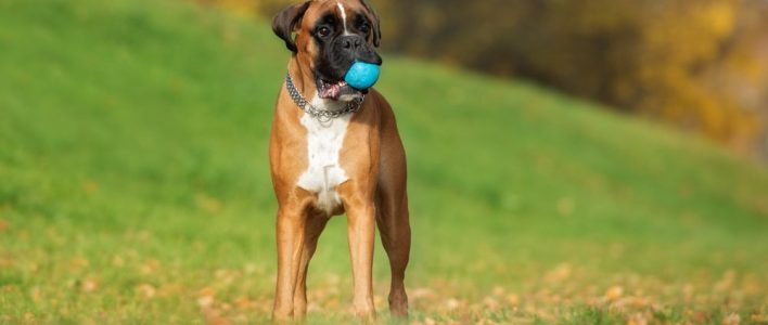 Deutscher Boxer