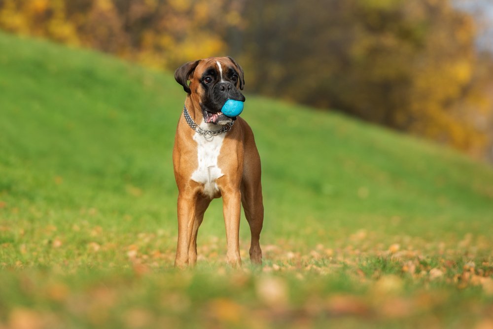 Deutscher Boxer