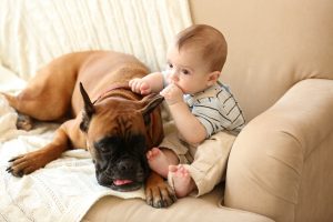 deutscher boxer mit baby auf sofa