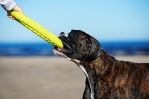 deutscher boxer mit hundespielzeug am strand