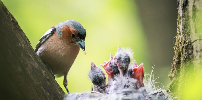 sehr kleiner zu den finken gehörender singvogel Fink: der artenreiche singvogel in der wildnis und als haustier