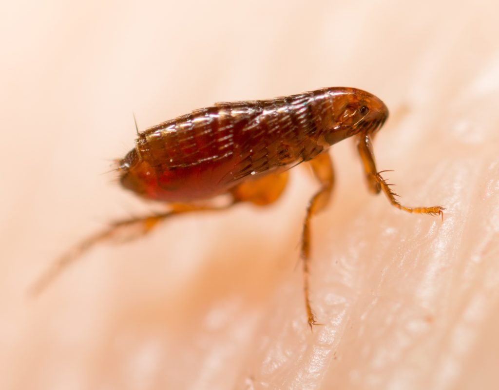 Flöhe So können Sie die Parasiten bei Mensch und Tier bekämpfen Flöhe So können Sie die Parasiten bei Mensch und Tier bekämpfen