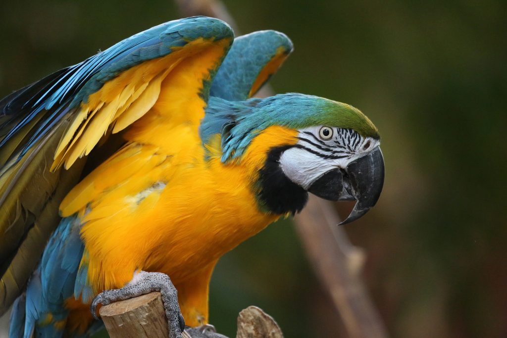 Der Papagei: Erfahren Sie alles über den Prachtvogel - Das-Tierlexikon.de