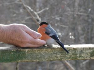 Vögel füttern aus der Hand