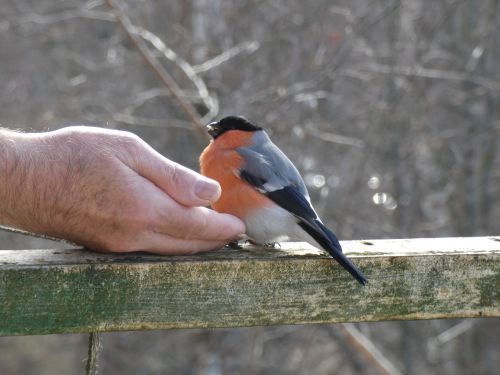Fink: Der Artenreiche Singvogel in der Wildnis und als Haustier
