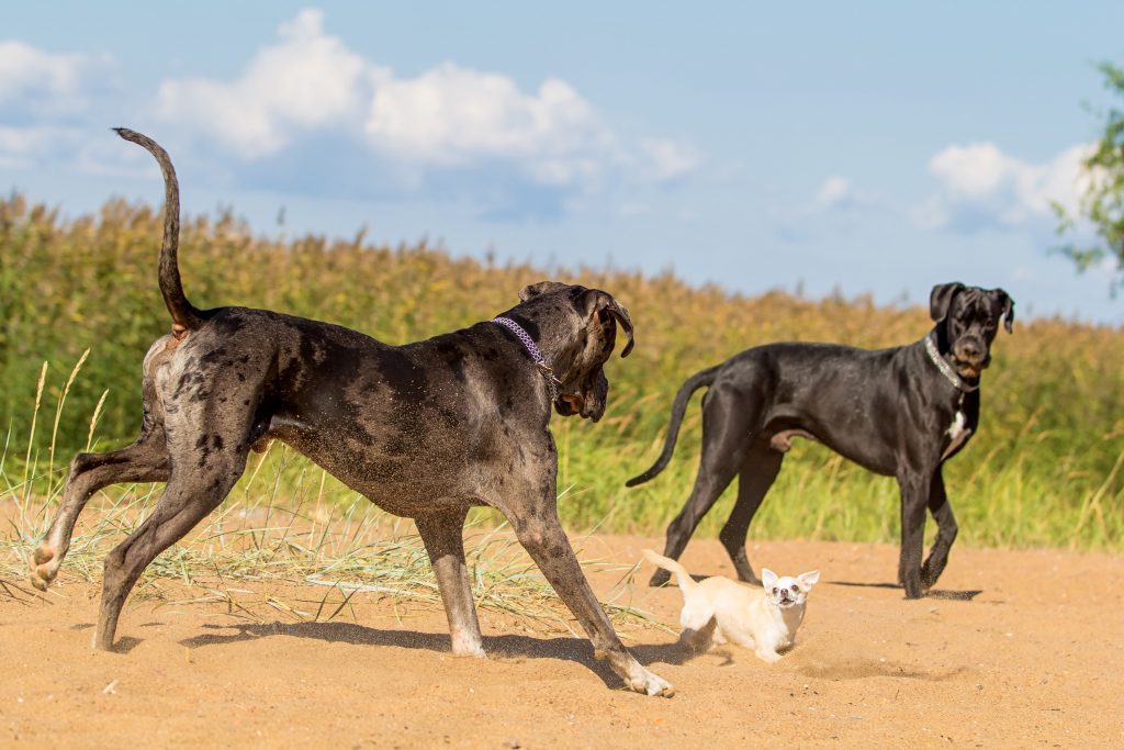 Große Hunde: Das macht sie speziell & wichtige Tipps zur Haltung