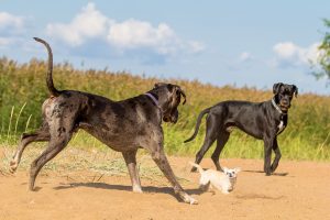 große hunde kleine hunde