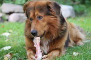 Berner Sennenhund mit abgekautem Knochen