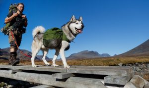 wandern mit husky