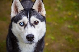 husky verschiedenfarbige augen