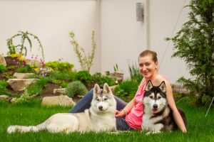 zwei huskys im garten