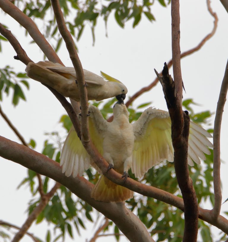 Kakadu: Tipps zur Haltung der schönen und anspruchsvollen Vögel