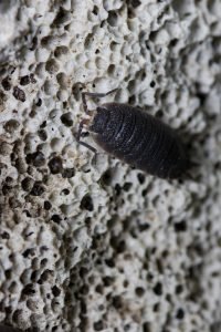 kellerassel auf einer mauer