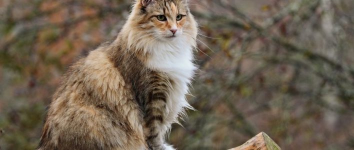 Norwegische Waldkatze Der Sanfte Riese Aus Dem Norden