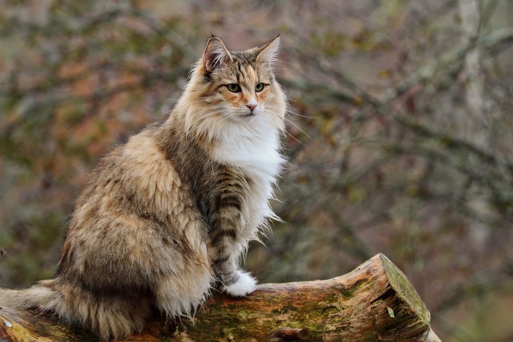 Norwegische Waldkatze