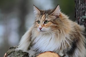 Norwegische Waldkatze auf einem Baumstamm