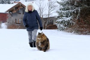 Riesige Norweger Katze mit Besitzerin im Schnee