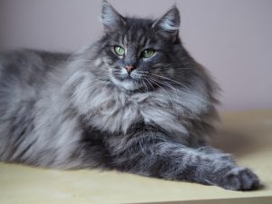 Norwegische Waldkatze