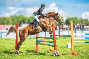 oldenburger pferde beim springen während der stutenprüfung des springpferdezuchtverbands