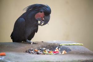 Palmkakadu frisst Körner an Futterstelle