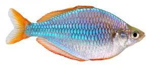 diamant regenbogenfisch mit weißem hintergrund